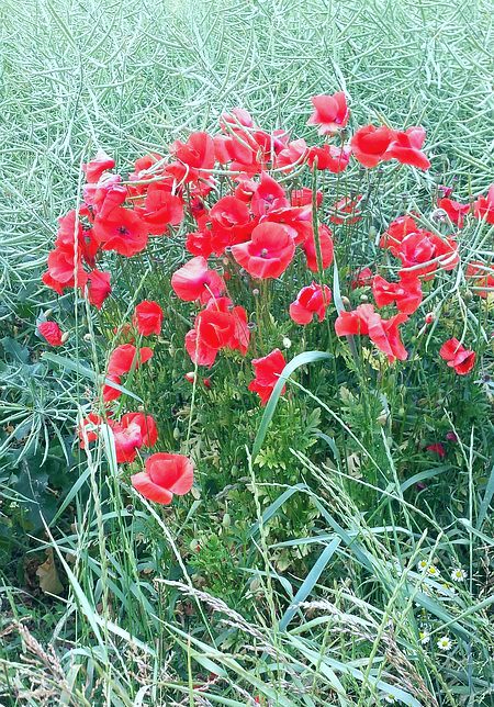 Mohnblüten im Raps, 21.6.15